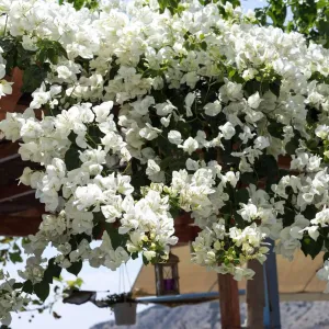 Mary Palmer's Enchantment Bougainvillea