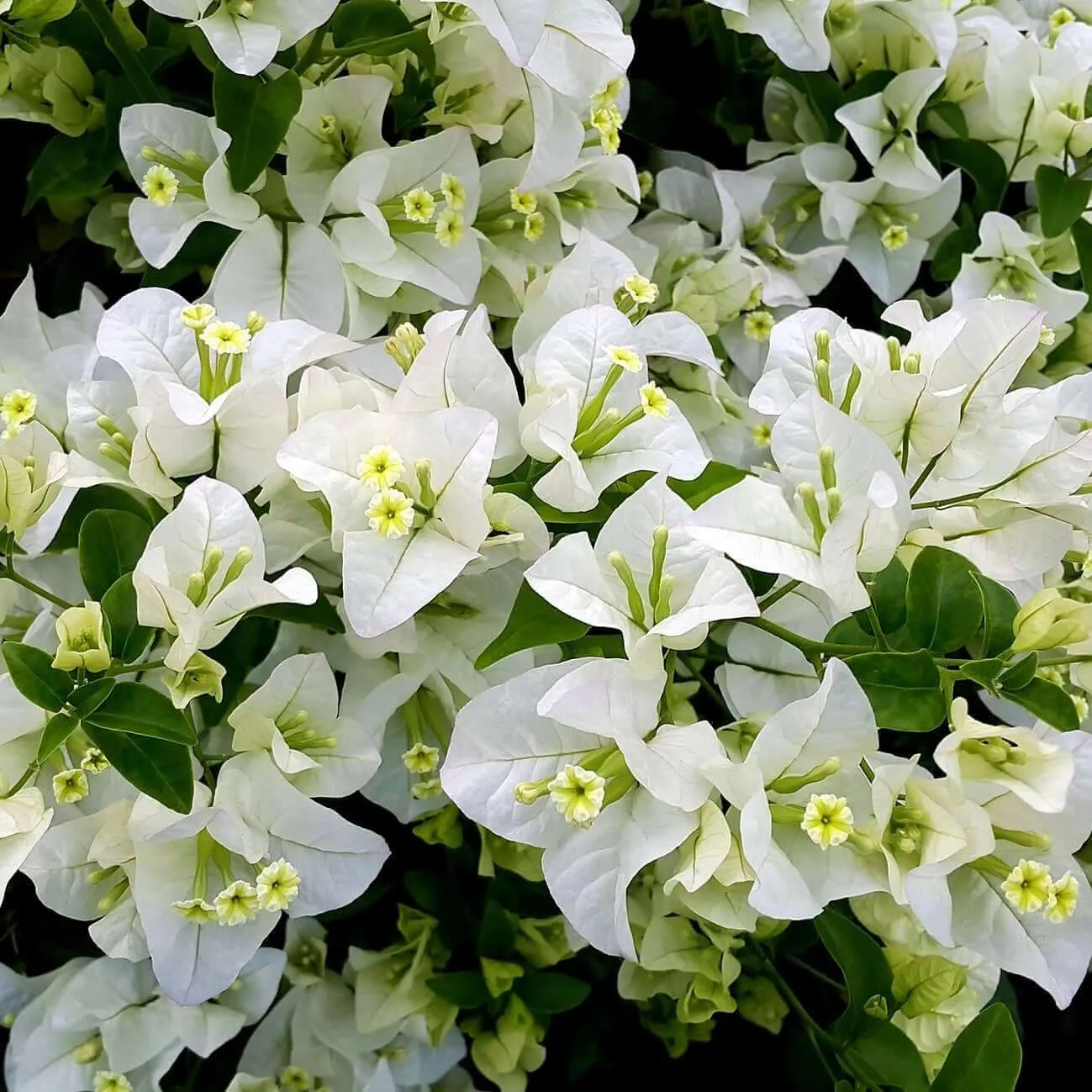 Mary Palmer's Enchantment Bougainvillea